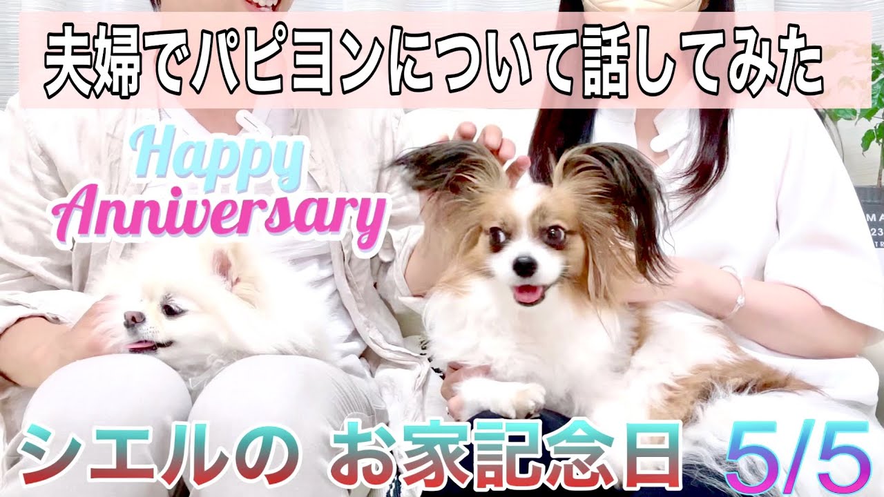 5月5日 パピヨン【お家記念日】夫婦で振り返って、パピヨンについて