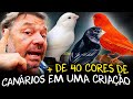 A ARTE DE CRIAR CANÁRIOS: BELEZA E DIVERSIDADE EM PLUMAS!