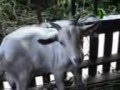 Beternak Kambing dan Domba