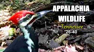Appalachia Wildlife Video 2026-40 of AS THE RIDGE TURNS: The Foothills of the Great Smoky Mountains