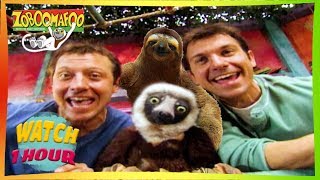 🐘 Zoboomafoo with the Kratt Brothers! HD | Full Episodes Compilation 🐘