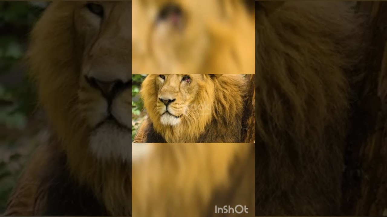  head of male lion with eye injury