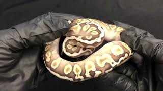 Ball Python Hatchling Male GHI Butter Net Worth