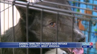 Animal shelter temporarily pauses dog intake