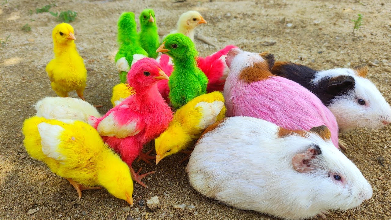 Menangkap Anak Ayam Lucu Ayam Rainbow Kelinci Marmut Humster