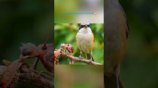 यह पक्षी अपने शिकार को कांटों पर टांग देता है! | Shrike Bird Amazing Life Story |#shorts