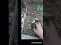 torai ke paudhe #vlogs #gardening #shorts