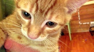 Hildy & Her Kittens - Vlog #8