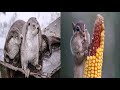Забавные зверушки. Улыбнемся! Видео хорошего настроения.