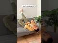 اكيد انا مش لوحدي اللى بعمل كده اكيد انا مش لوحدي اللى بعمل كده