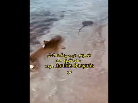 هجوم سمك القرش يخرج للشاطئ ويطارد سمكه الراى اللادغة     