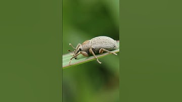 Wait For Macro Results 🤩, 12x Macro Lense || Closeup Mobile Photography #shorts #shortvideo #youtube