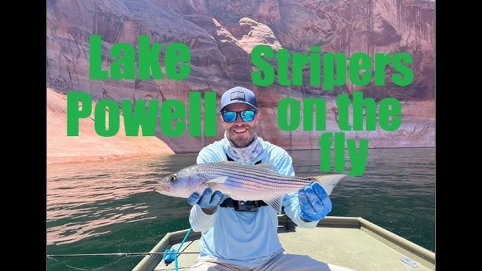 Catching Striped Bass on a Fly Rod at Lake Powell - part 1 