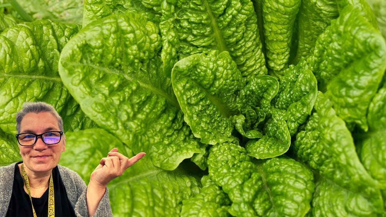 Jericho Lettuce Seeds, Bred for Desert Heat YouTube