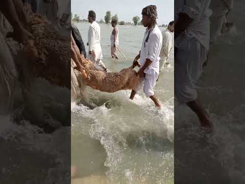 Jalal Pur Pir Wala Selab Me Greeb Loog 