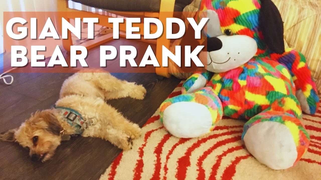 Two Dogs Meet a Giant Teddy Bear | Giant Teddy Bear Prank | Cute Puppies