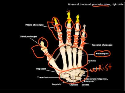 The Bones of the Hand - YouTube