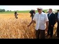 Лукашенко посетил зерновое поле, принадлежащее ОАО "1-я Минская птицефабрика"