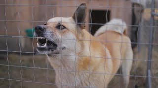 SA City Council to decide if they want stricter dog policies