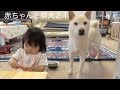 赤ちゃんと柴犬21 / Infant and Shiba Inu 21
