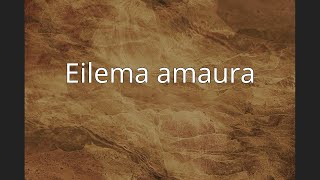 Eilema amaura