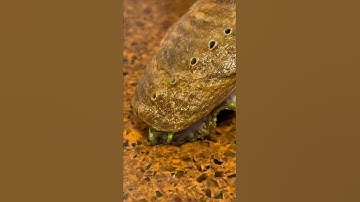 Guernsey Ormer (abalone) close up after ormering down the beach.