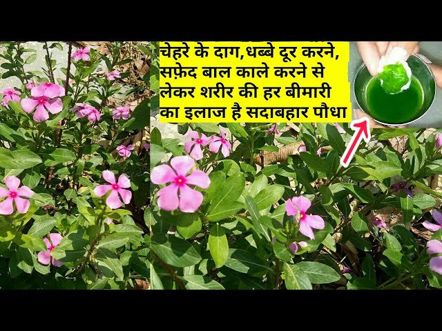 प ध Sadabahar Plant