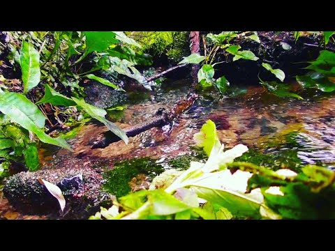 【自然音・ASMR】本宮の泉：傍道の小川  [Amazing nature scenery.]