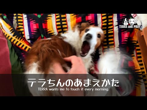 テラちんのあまえかた♪コーイケルホンディエのテラとノバスコシアダックトーリングレトリバーのピコとの暮らし