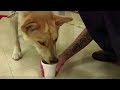 The Service Dog Changing Lives in Prison The Service Dog Changing Lives in Prison
