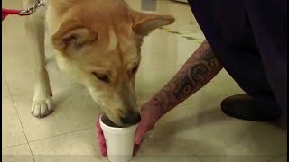The Service Dog Changing Lives in Prison