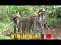 印尼村民用腐肉设置陷阱 成功捕获了十几只巨蜥 苏门答腊岛屿巨蜥泛滥成灾了 狙神小哥用狙击枪一枪一个 两只巨蜥在跳舞 不料被身后的猎人一枪崩了 太惨了 Documentary 纪录片 动物 巨蜥 印尼村民用腐肉设置陷阱 成功捕获了十几只巨蜥 苏门答腊岛屿巨蜥泛滥成灾了 狙神小哥用狙击枪一枪一个 两只巨蜥在跳舞 不料被身后的猎人一枪崩了 太惨了 Documentary 纪录片 动物 巨蜥