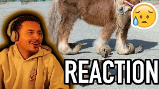 SUCH GOOD PEOPLE!! Pony Is Thrilled To Have Her Overgrown Hooves Finally Cut | REACTION