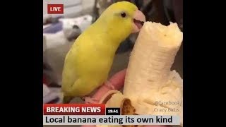 Birb Memes That Help Me With My Depression