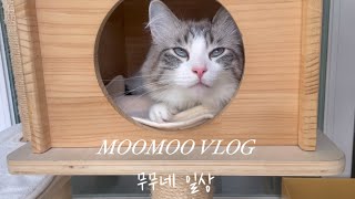 VLOG | 관종 고양이 김무무 | 엄마말 따라쟁이 by 무무네 일상 915 views 8 months ago 9 minutes, 13 seconds