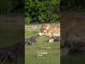 Lion vs Crocodile on The Chobe River. Settings and tips to freeze the action. #shorts