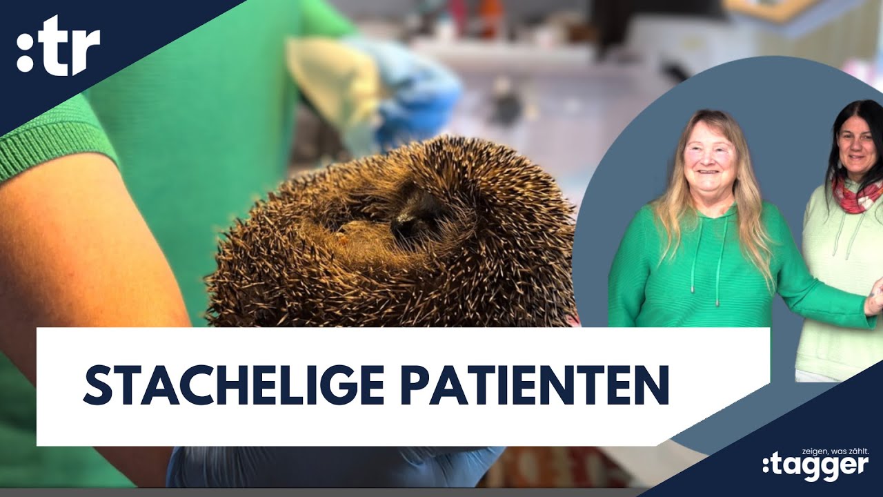 Stacheln und Herz – die Menschen hinter der Igelhilfe Beckum