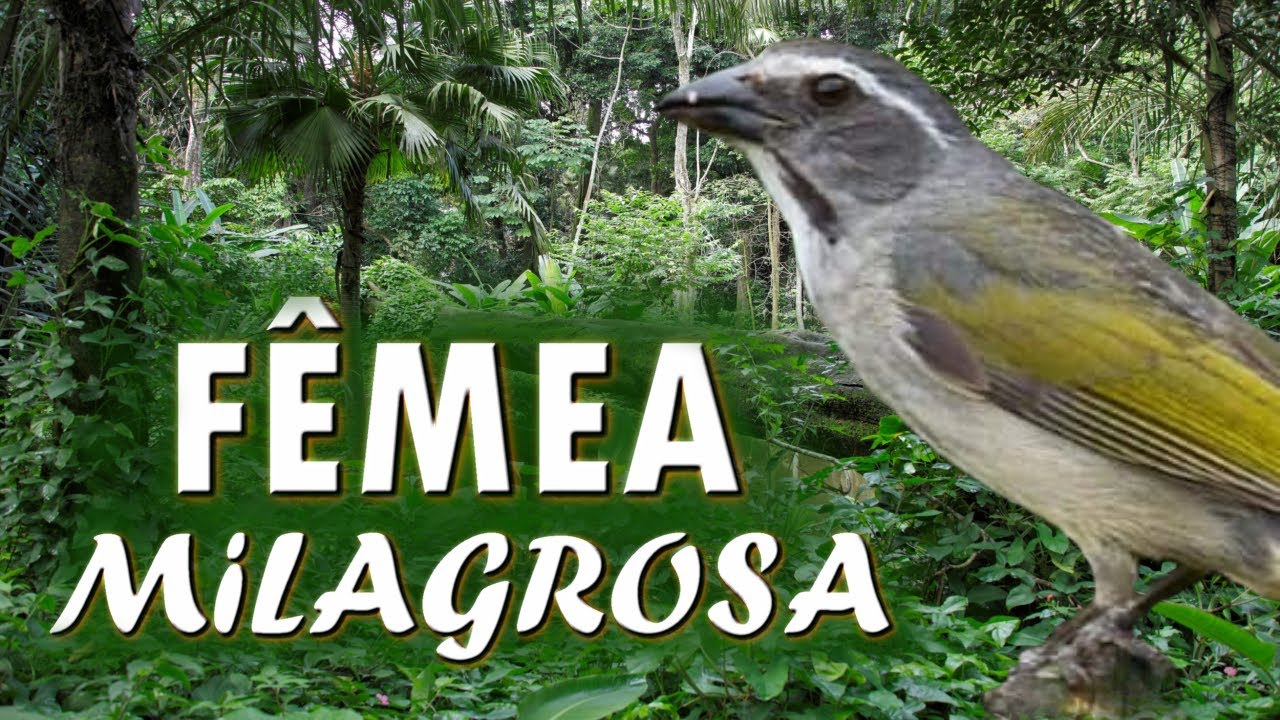 VAI FAZER SEU TRINCA FERRO CANTAR RÁPIDO