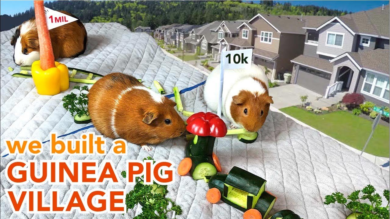 Creating Veggie Village for Guinea Pigs 10k Sub Special GuineaDad YouTube