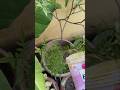 Organic fertilizer for kitchen waste 🧑🌾#homegardenig #gardeningtips #fyp #motivation #shorts