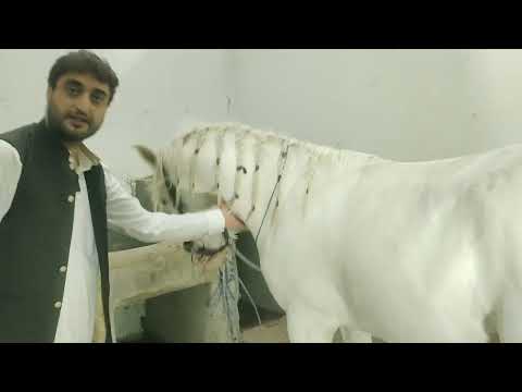 گھوڑوں میں 16 بند گھوڑوں کے متعلق اہم معلومات Horses Information Dr Wahab Raja DrwahabRaja