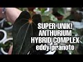 Unik banget ini dia tanaman hybrid complex silangan eddy pranoto  ep 89