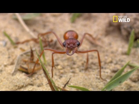 La fourmi de feu est agressive et sa piqûre est venimeuse