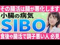 【医師が解説】SIBO(小腸内細菌異常増殖症)の症状と治し方
