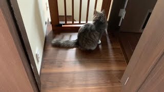 ママの帰宅にいち早く気づきドアの前で待ち伏せする猫　A cat that ambushes in front of the door to detect mom's return home