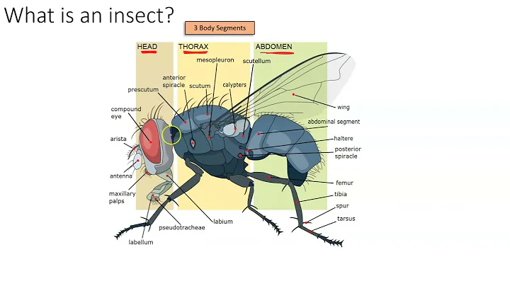Introduction to Forensic Entomology