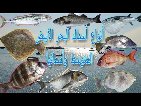 فيديو: أسماك الشرق الأقصى: الأنواع والأسماء والصور