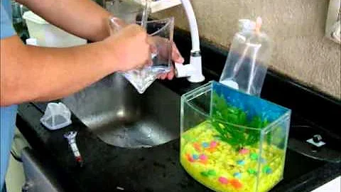 Como colocar o peixe Betta no aquário?