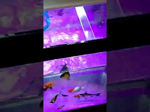 BOROS Sering Beli Filter Aquarium Ikan Mas Koki? Admin Punya TRIK Cara Berhematnya