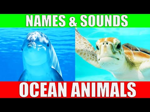 OCEAN ANIMALS Names and Sounds | Learn the Animals of the Ocean for Kids and Preschoolers